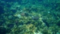 Bluespotted cornetfish, smooth cornetfish or smooth flutemouth Fistularia commersonii undersea, Red Sea Royalty Free Stock Photo