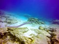 Bluespotted cornetfish Royalty Free Stock Photo