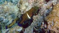 Bluespotted grouper, Athuruga, Maldives