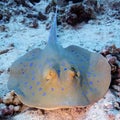 Bluespotted ray (Taeniura lymma) in tropical sea, underwater