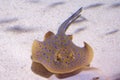 Bluespotted ribbontail ray Royalty Free Stock Photo
