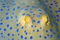 Bluespotted ribbontail ray Royalty Free Stock Photo