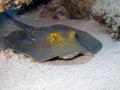 Bluespotted ribbontail ray Royalty Free Stock Photo