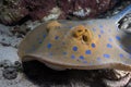 Bluespotted ribbontail ray