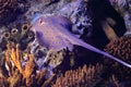 Bluespotted ribbontail ray Royalty Free Stock Photo
