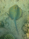 Bluespotted ribbontail ray lying on sandy bottom. Sea stingray with soft skin and bright blue spots on body and blue stripes. Royalty Free Stock Photo