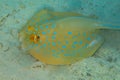 A Bluespotted Ribbontail Ray on the sandy seabed. Underwater animal on sand. Taeniura Lymma swirling sand at the bottom to hide in Royalty Free Stock Photo