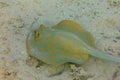 A Bluespotted Ribbontail Ray on the sandy seabed. Underwater animal on sand. Taeniura Lymma swirling sand at the bottom to hide in Royalty Free Stock Photo