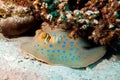 The bluespotted ribbontail ray Taeniura lymma Royalty Free Stock Photo