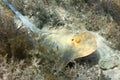 Bluespotted stingray