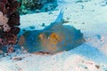 Bluespotted stingray