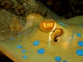 Bluespotted stingray