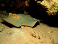 Bluespotted stingray