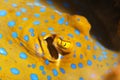 Bluespotted stingray Royalty Free Stock Photo