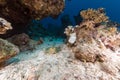 Bluespotted stingray and aquatic life in the Red Sea. Royalty Free Stock Photo