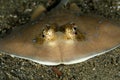 bluespotted stingray, Neotrygon kuhlii, Dasyatis kuhlii Royalty Free Stock Photo