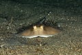 bluespotted stingray, Neotrygon kuhlii, Dasyatis kuhlii Royalty Free Stock Photo