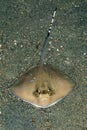 bluespotted stingray, Neotrygon kuhlii, Dasyatis kuhlii Royalty Free Stock Photo