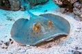 Bluespotted stingray