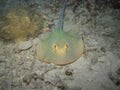 The bluespotted stingray