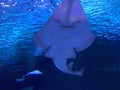 Bluespotted Stingray Swimming In Sea