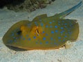 Bluespotted Stingray - Taeniura lymma Royalty Free Stock Photo