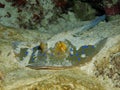 Bluespotted Stingray - Taeniura lymma