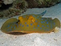 Bluespotted Stingray - Taeniura lymma Royalty Free Stock Photo
