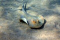 Bluespotted stingray (Taeniura lymma