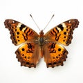 Vibrant Eastern Comma Butterfly With Brown Spots On White Background