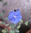 American Blue Evolvulus flower