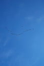 Canadian Geese formation in the blue sky Royalty Free Stock Photo