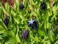 Bluestar (Amsonia) \'Blue ice\' flowering with starry-shaped blue flowers in summer among vegetatio