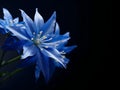 Bluestar flower in studio background, single bluestar flower, Beautiful flower photo Royalty Free Stock Photo