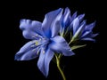 Bluestar flower in studio background, single bluestar flower, Beautiful flower photo Royalty Free Stock Photo