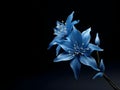 Bluestar flower in studio background, single bluestar flower, Beautiful flower photo Royalty Free Stock Photo