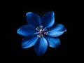 Bluestar flower in studio background, single bluestar flower, Beautiful flower photo Royalty Free Stock Photo