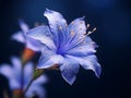 Bluestar flower in studio background, single bluestar flower, Beautiful flower photo Royalty Free Stock Photo