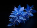 Bluestar flower in studio background, single bluestar flower, Beautiful flower photo Royalty Free Stock Photo