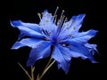 Bluestar flower in studio background, single bluestar flower, Beautiful flower photo Royalty Free Stock Photo