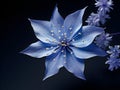 Bluestar flower in studio background, single bluestar flower, Beautiful flower photo Royalty Free Stock Photo