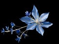 Bluestar flower in studio background, single bluestar flower, Beautiful flower photo Royalty Free Stock Photo