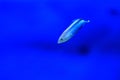 Bluestreak cleaner wrasse Royalty Free Stock Photo