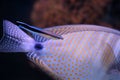 Bluestreak cleaner wrasse cleaning another fish, a red Sea sailfin tang Royalty Free Stock Photo