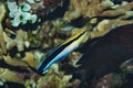 Bluestreak Cleaner Wrasse Labroides dimidiatus Royalty Free Stock Photo