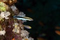 Bluestreak cleaner wrasse (labroides dimidiatus) . Royalty Free Stock Photo