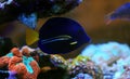 Bluestreak cleaner wrasse - Labroides dimidiatus Royalty Free Stock Photo