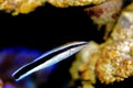 Bluestreak cleaner wrasse - Labroides dimidiatus Royalty Free Stock Photo