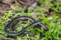 Bluestripe Ribbon Snake