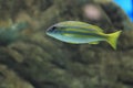 Bluestripe snapper Royalty Free Stock Photo